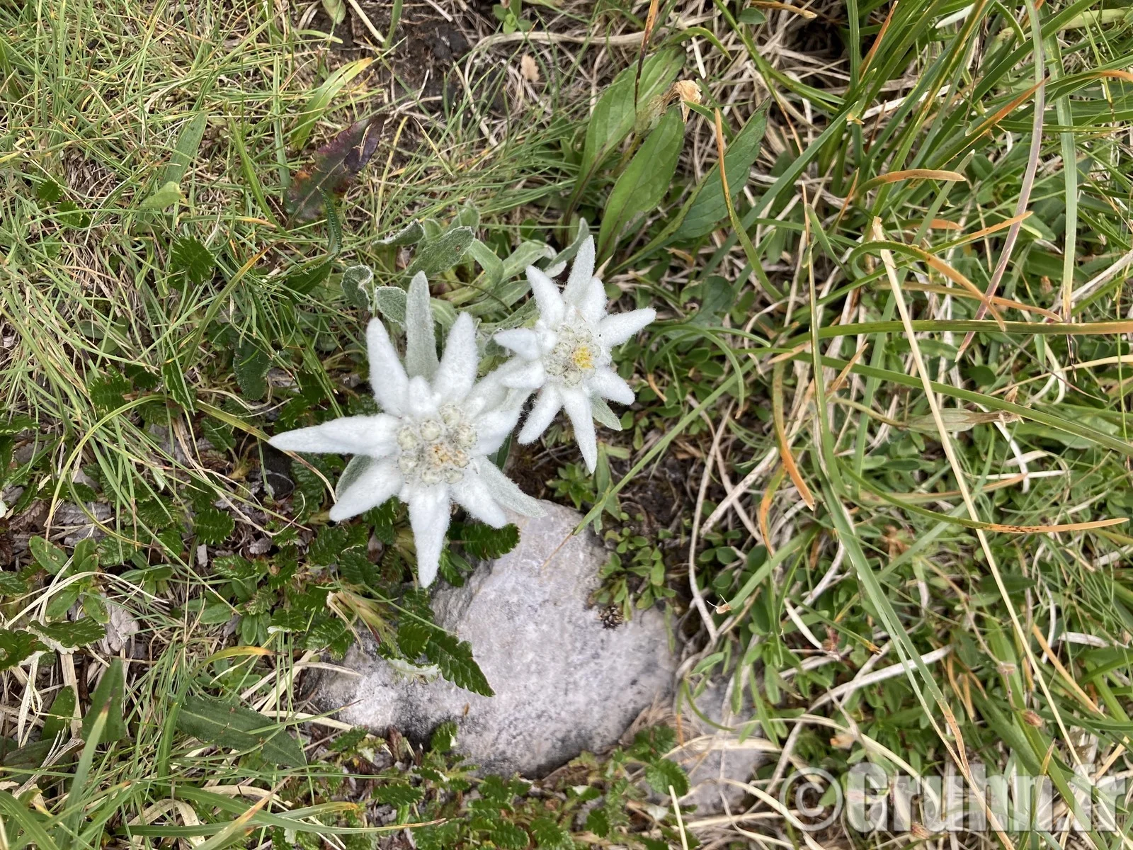 Edelweiss