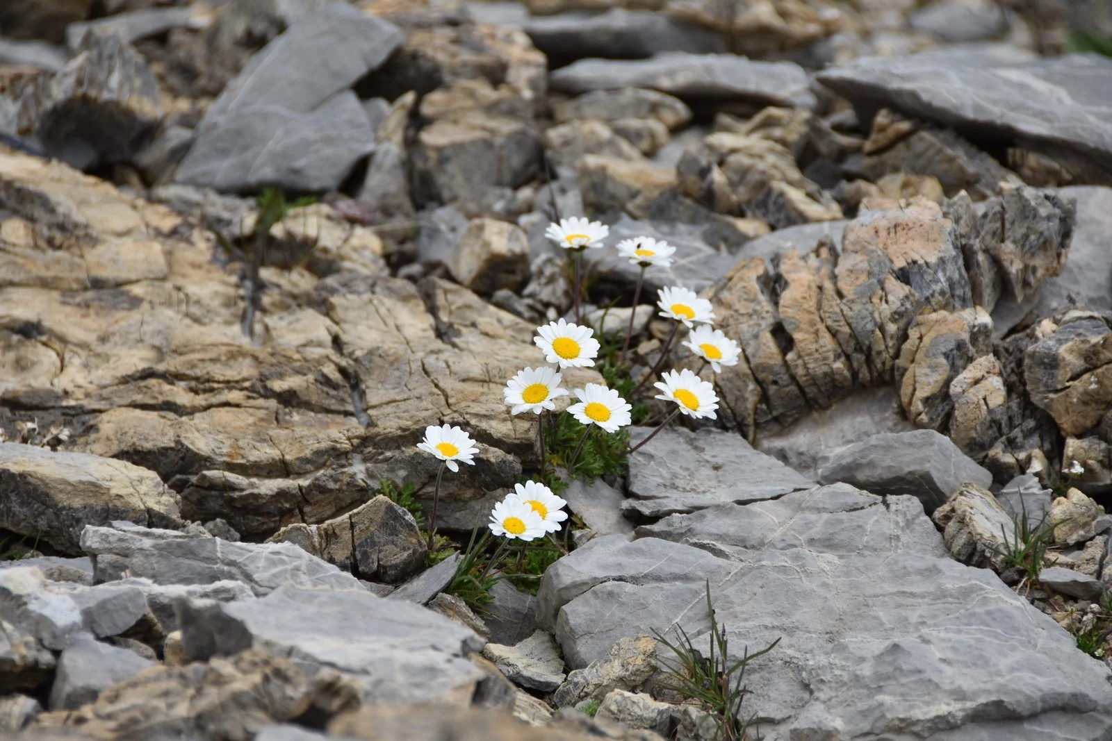 Chrysantème des alpes