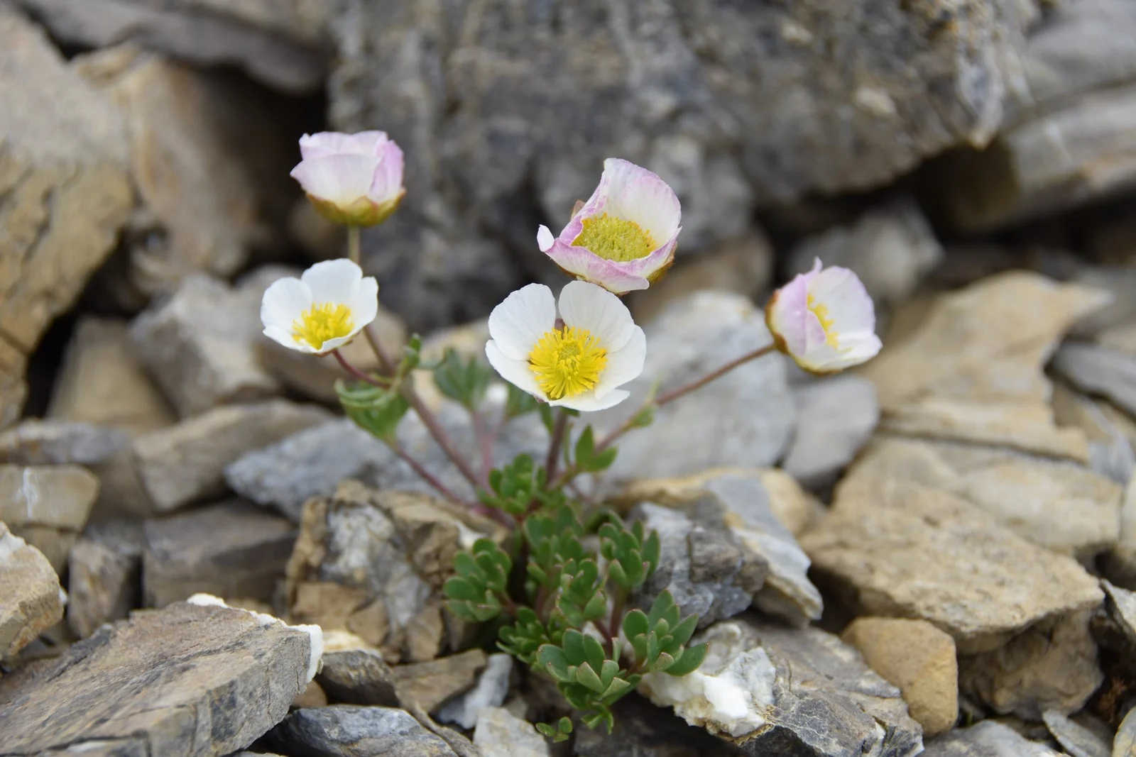 rENONCULE DES ALPES
