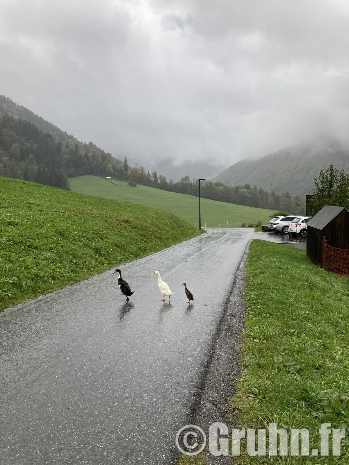 Coin coin ! sous la pluie !