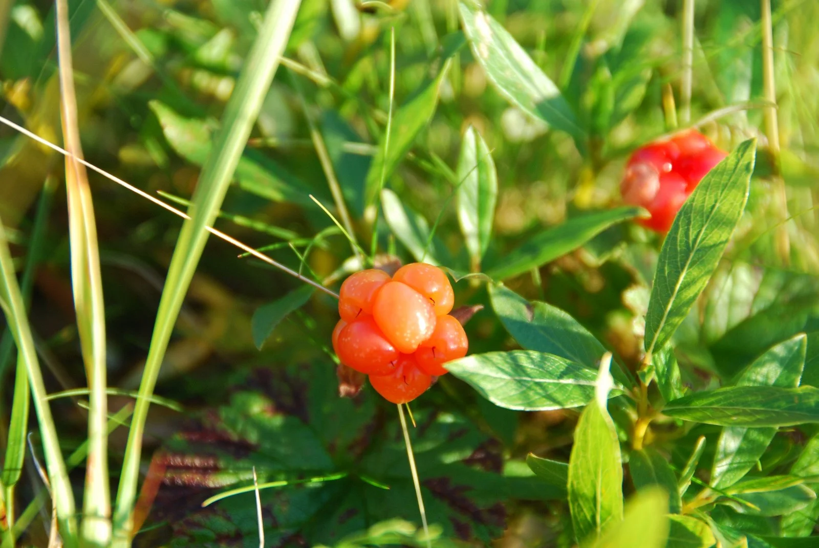 "Multe" Rubus chamaemorus