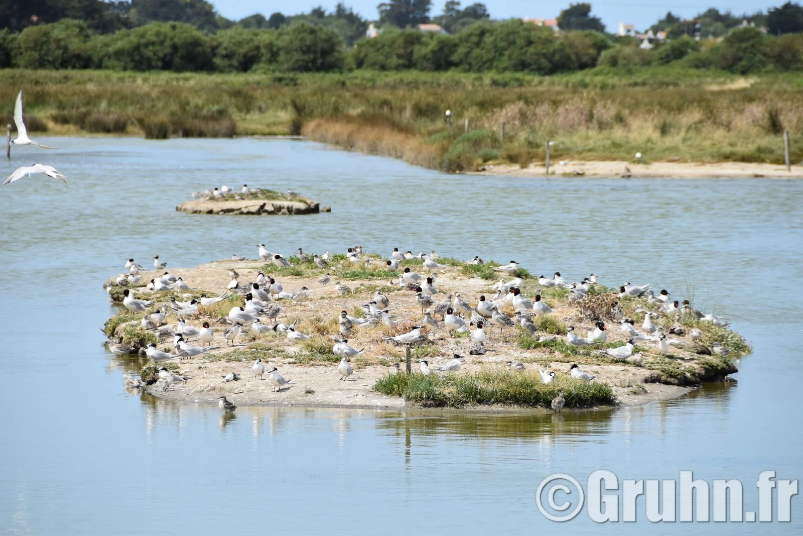 Noirmoutier, Reserve naturelle du polder de sébastopol