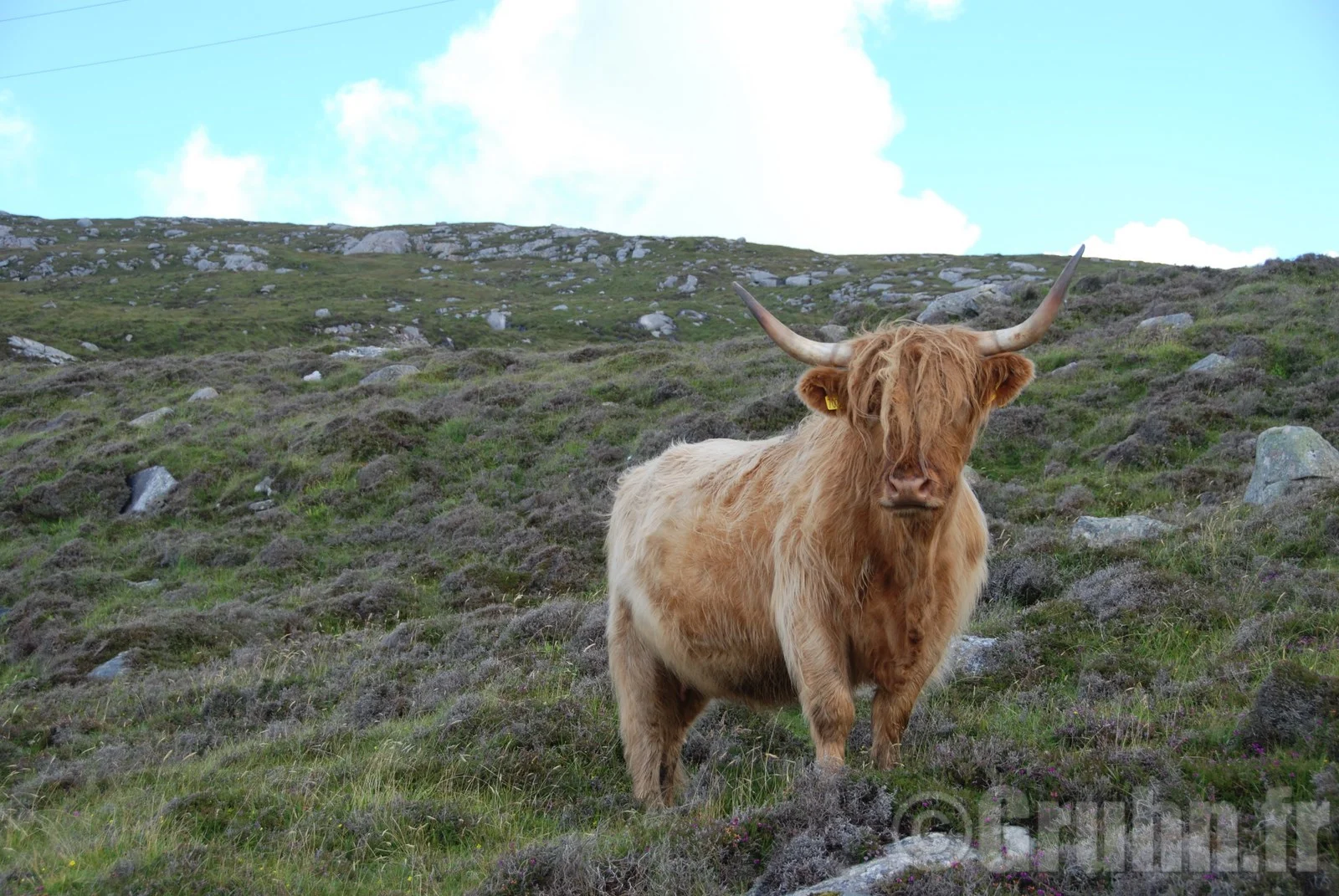 Highland
