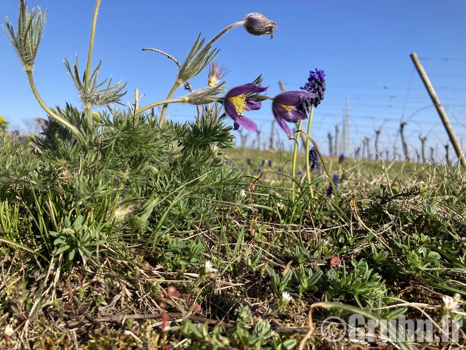 Anemone pulsatille